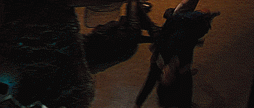 riv2.gif