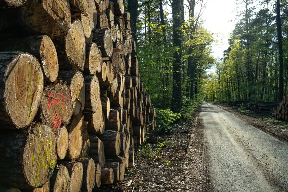 Afacerile din silvicultură, în picaj: Scădere de peste 20% în 2023