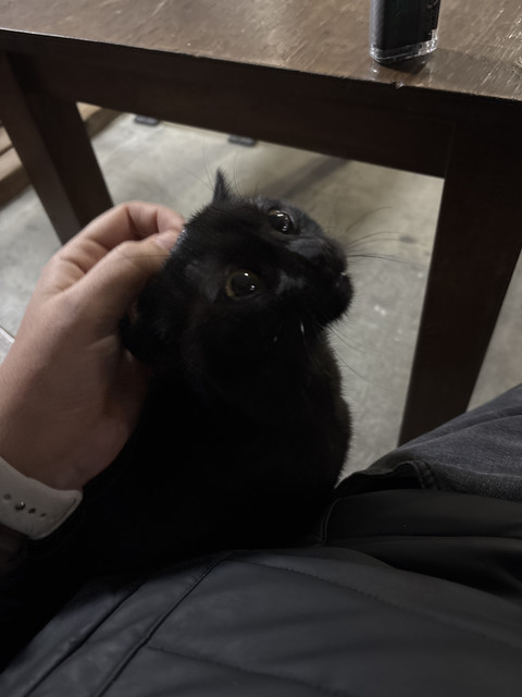 lütfen bu çirkin yaratığı eve almamam için beni ikna edin