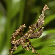 fake-leaf