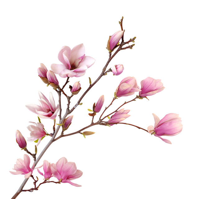 shutterstock 198013268.jpg