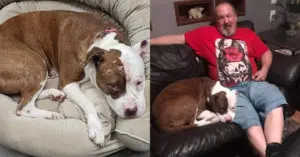 Starving Stray Rescued After Being Used for Breeding