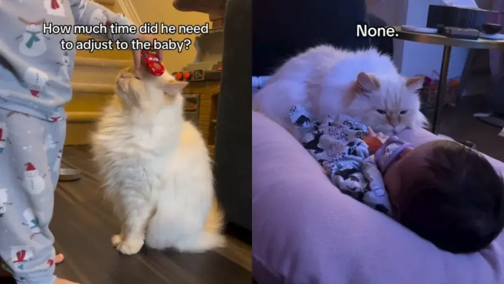 Feline Welcomes Newborn with Open Paws