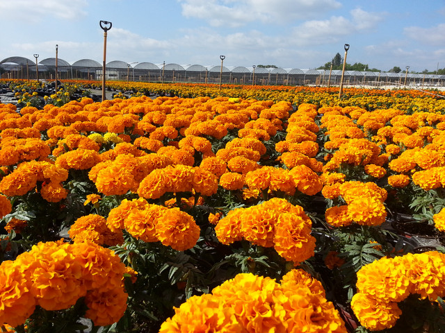 Brad's Bedding Plants