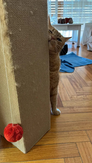Gato junto a PawGuard Corner