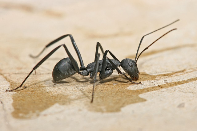 carpenter-ant-but-big