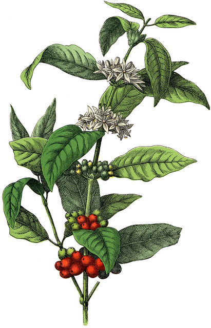 Stock Image Coffee Plant Graphics Fairy.jpg