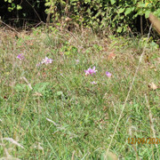 IMG 3455