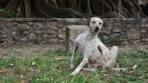 Understanding Your Dog's Flaky Skin Issues