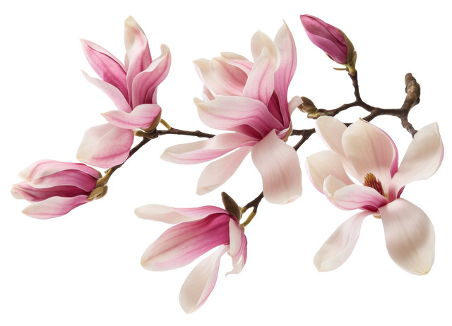 shutterstock 2676356317.jpg