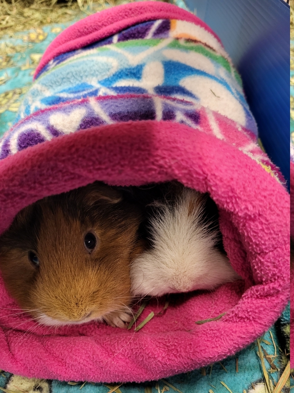 bella beatrice