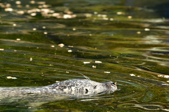 Harbor seal at Copenhagen Zoo