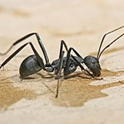 carpenter-ant