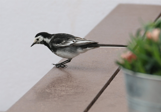 Wagtail 1.jpg