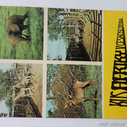 IMG-6377