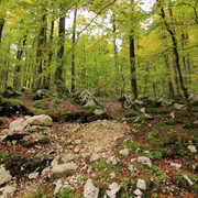 IMG-0351