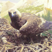 Golden Eagle