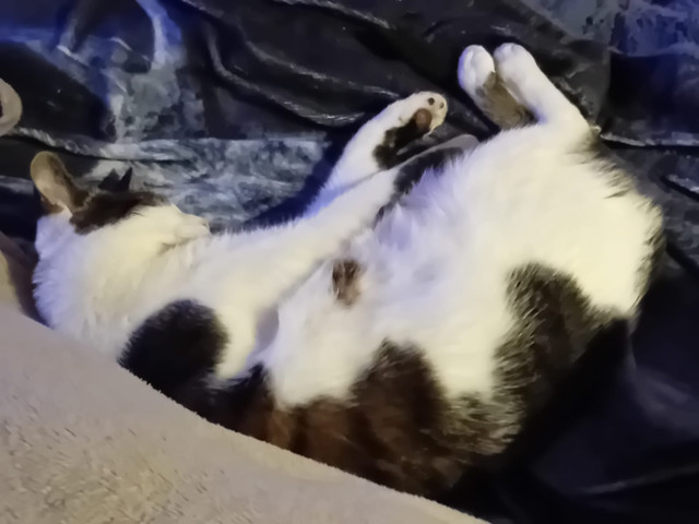Loki-augustus.jpg