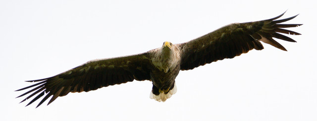 Seeadler 01.jpg
