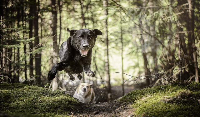 Pets-Animals-7