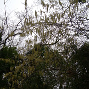DSC-0123