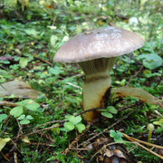 DSC00163
