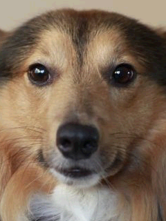 woof.png