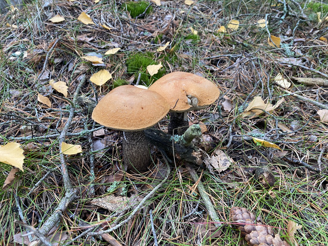 9831-CB62-80-D5-4937-9-F41-FB029-AA69458