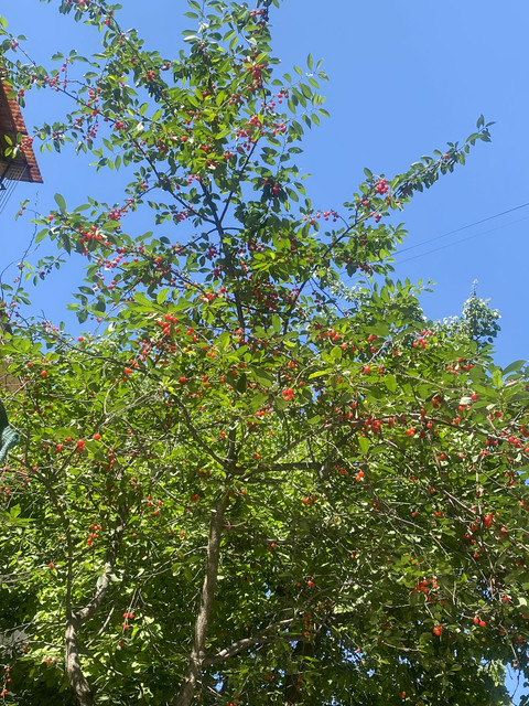 IMG 0468.jpg