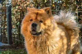 Keeping Your Chow Chow's Teeth Clean