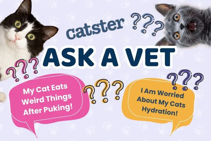 Is My Cat Drinking Enough? A Vet Explains
