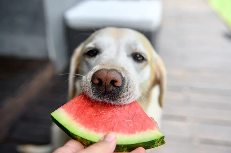 Human Foods That Are Surprisingly Good for Dogs