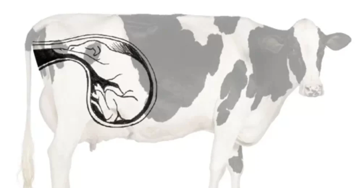 Cover Image of the Post