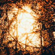 IPB Image