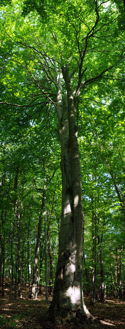 [Image: IMGP7944-stitch-1.jpg]