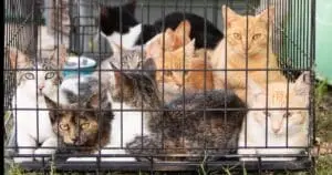 Abandoned Cats Discovered in Broken Crates Near Southern Pines Shelter