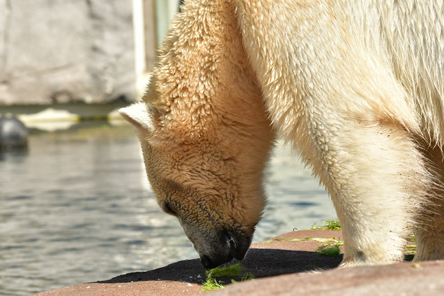 Polar bear at Copenhagen Zoo