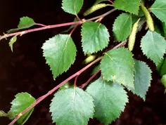 Betula folium