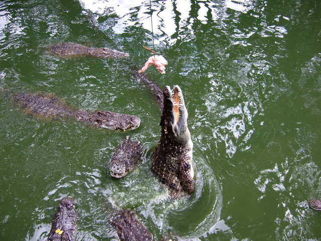 Crocodile-Farm
