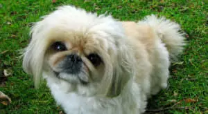 Unlock a Healthier Coat for Your Pekingese