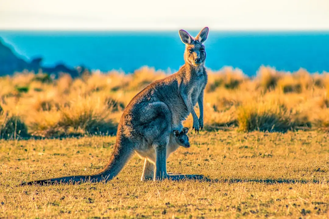 Redescoperim Australia și Tasmania: aventuri memorabile