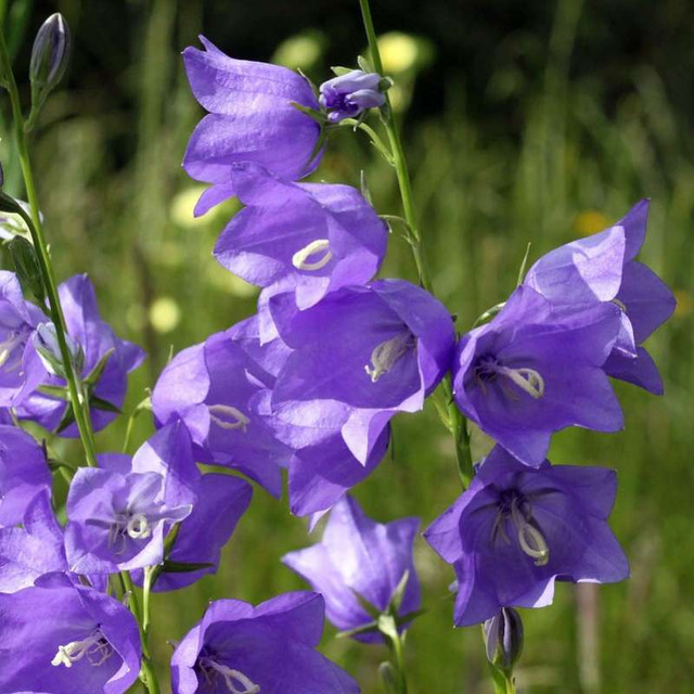fiori