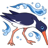 A blue and white oystercatcher pecking the ground while surrounded by a water aura.