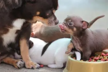 Essential Supplements for Chihuahua Puppies: A Guide for Owners