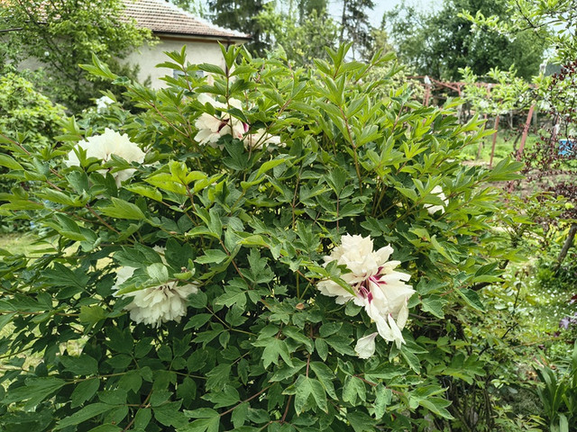 peony tree.jpg