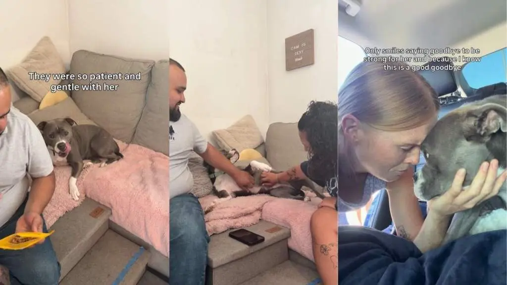 A Tearful Goodbye Leads to a Forever Home