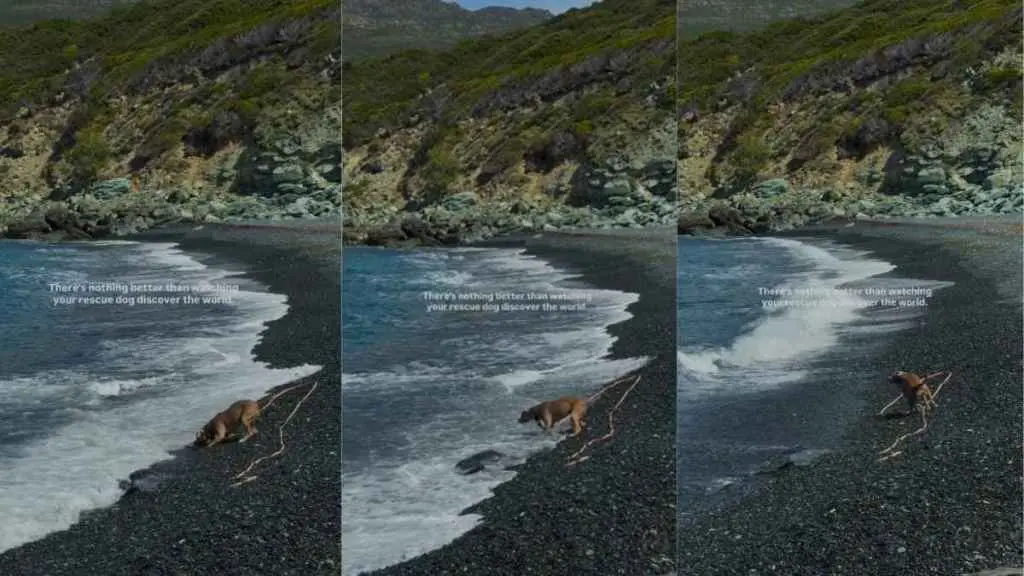 Rescue Dog's First Ocean Encounter
