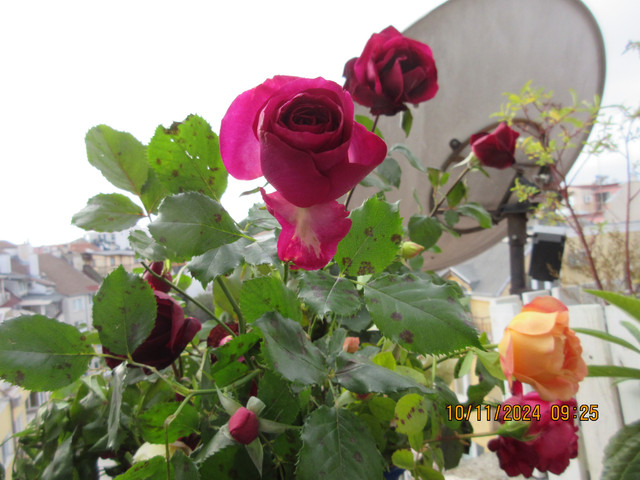 IMG-1808
