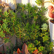 IMG-3693