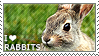 bunny